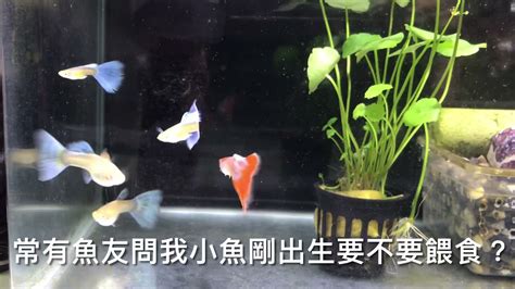 出生地怎麼看 魚養在房間